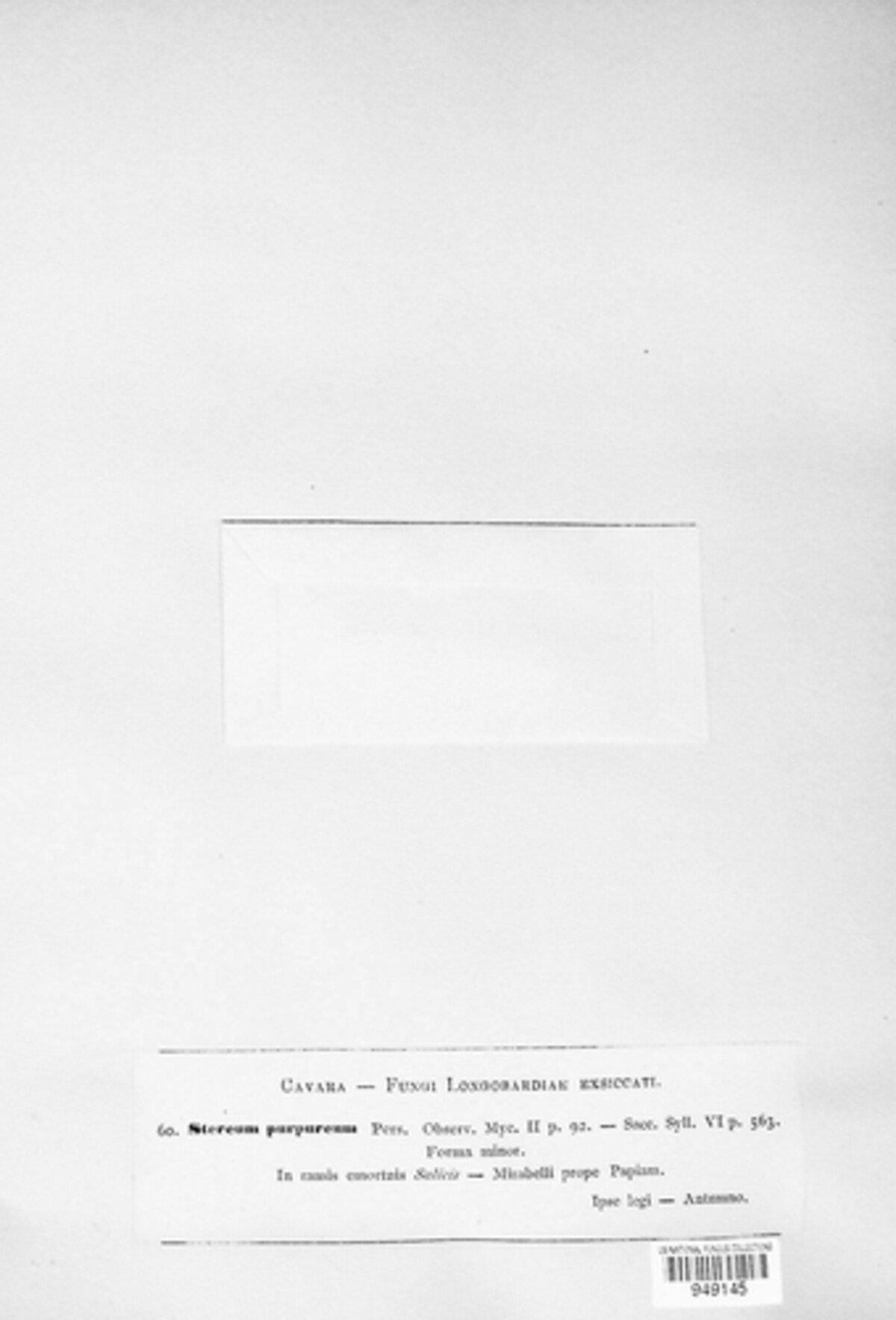 Chondrostereum purpureum image